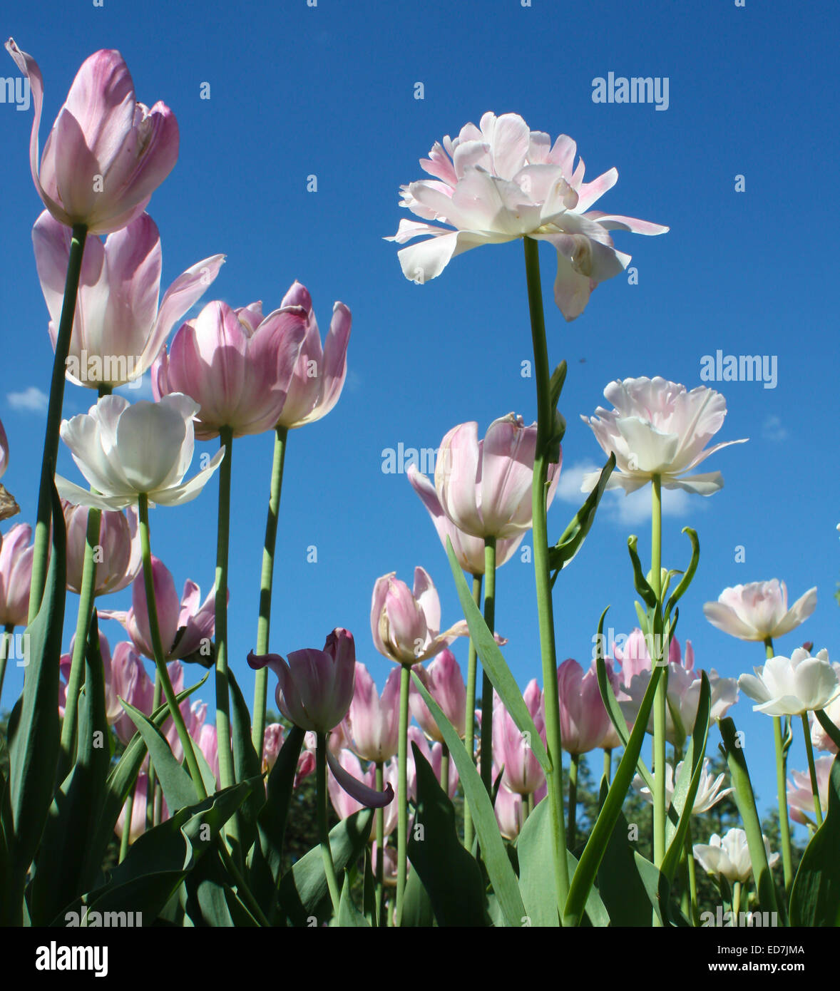 White and pink tulips on blue sky, vertical view Stock Photo - Alamy