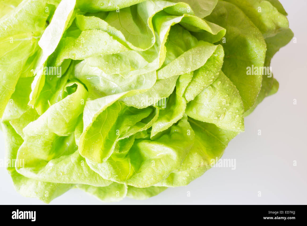 Butterhead hydroponic vegetable up close Stock Photo Alamy