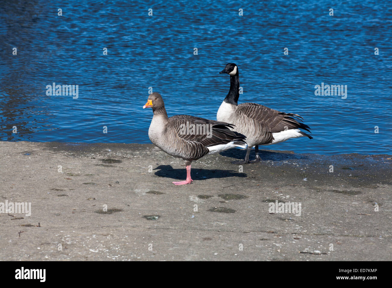 Canada Goose and Greylag Goose walking by the shore line of Windermere at Bowness on Windermere The Lake District Cumbria England Stock Photo