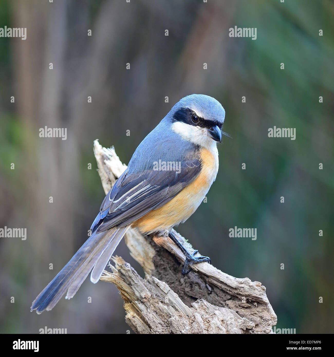 Beautiful grey bird, Grey-backed Shrike (Lanius tephronotus), standing ...