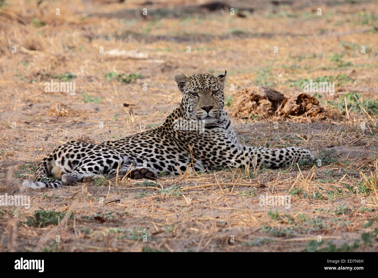 African leopard stretching out on the ground near Elephant droppings as it hunts in the bush in Botswana Stock Photo