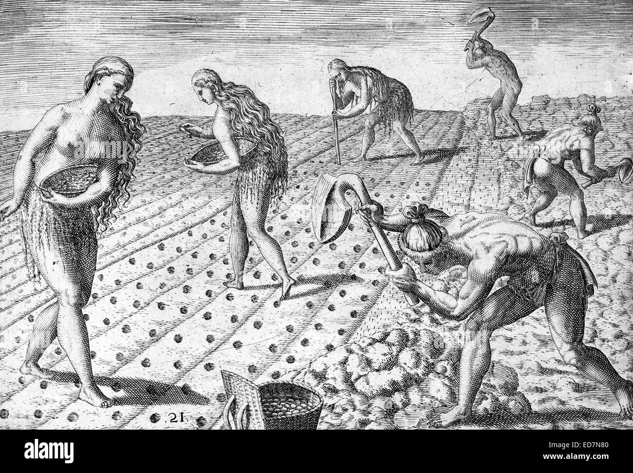 Timucua men cultivating a field and Timucua women planting corn or beans. Engraving. 1591. Stock Photo