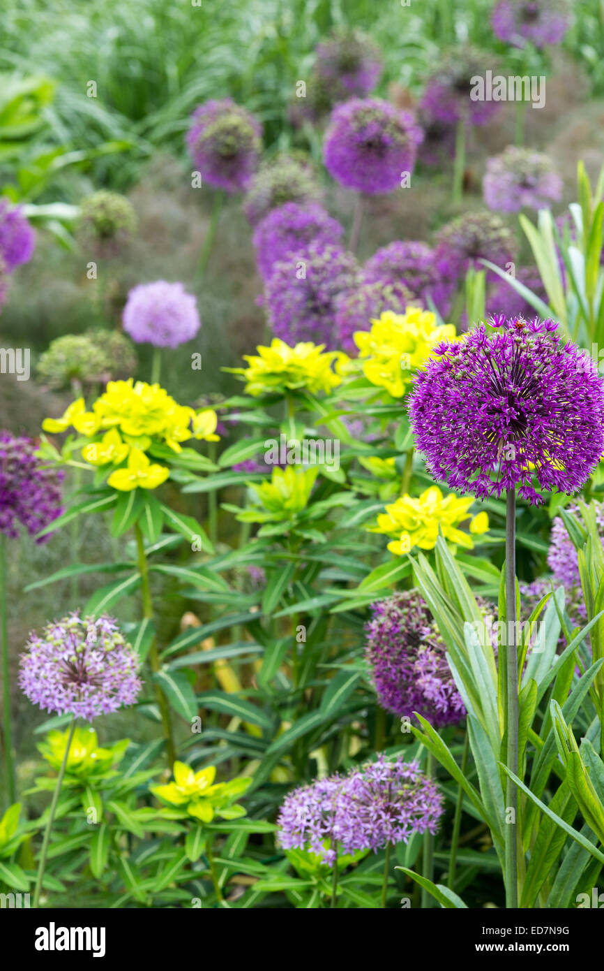 Allium and Euphorbia making a colourful border display in early Summer 2014 Stock Photo