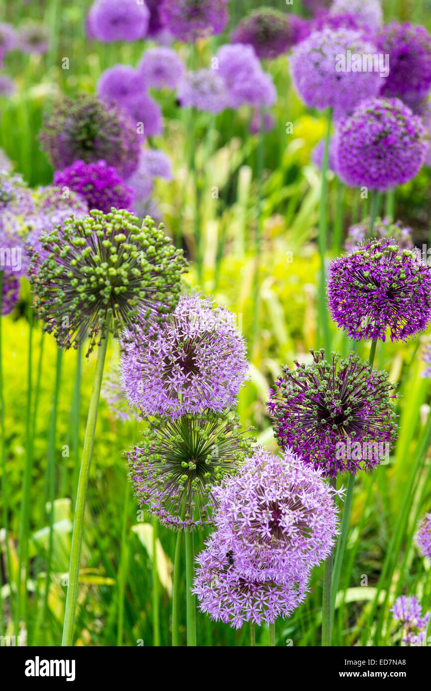 Colourful plant display hi-res stock photography and images - Alamy