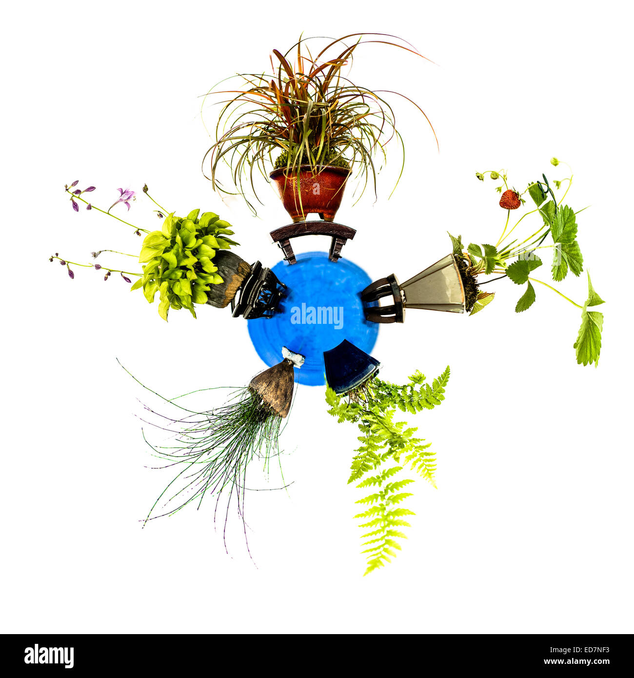 Mini planet with five different plants like grass, fern and strawberry Stock Photo