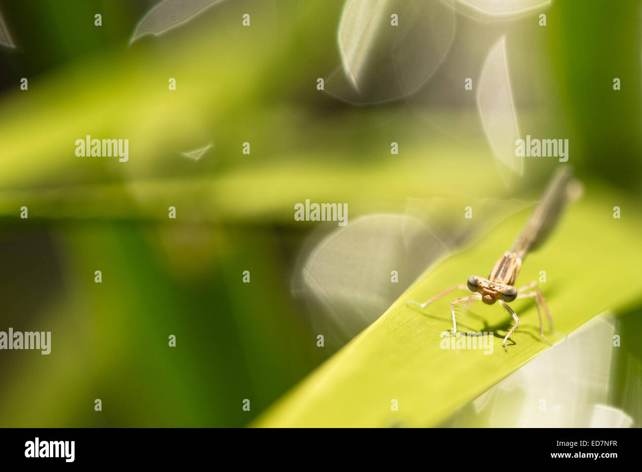 Dragonfly on a green leaf with bokeh Stock Photo - Alamy