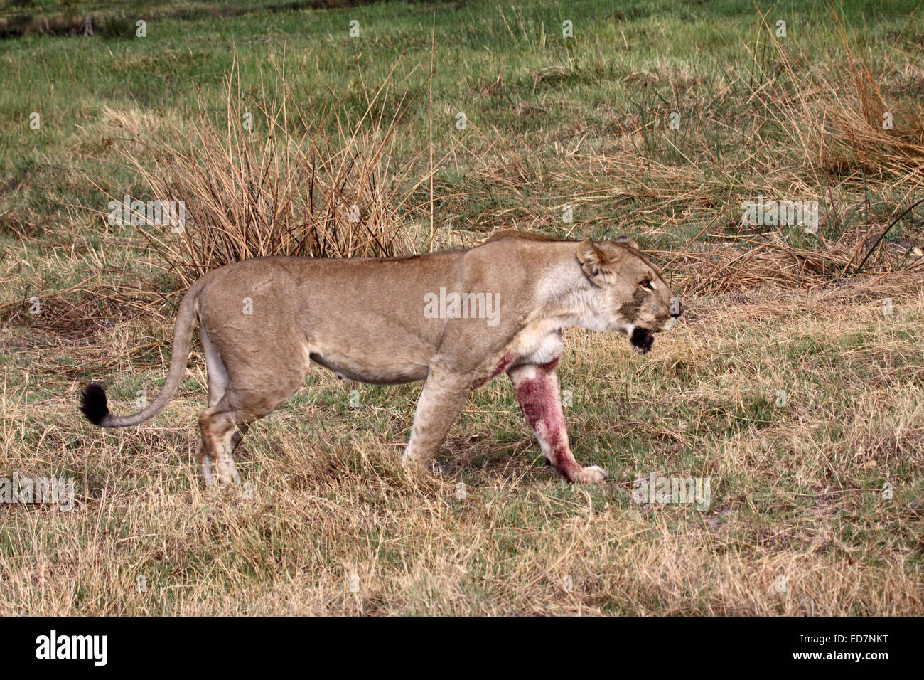 Lion Panthera leo with blood of prey on its leg in Botswana Stock Photo
