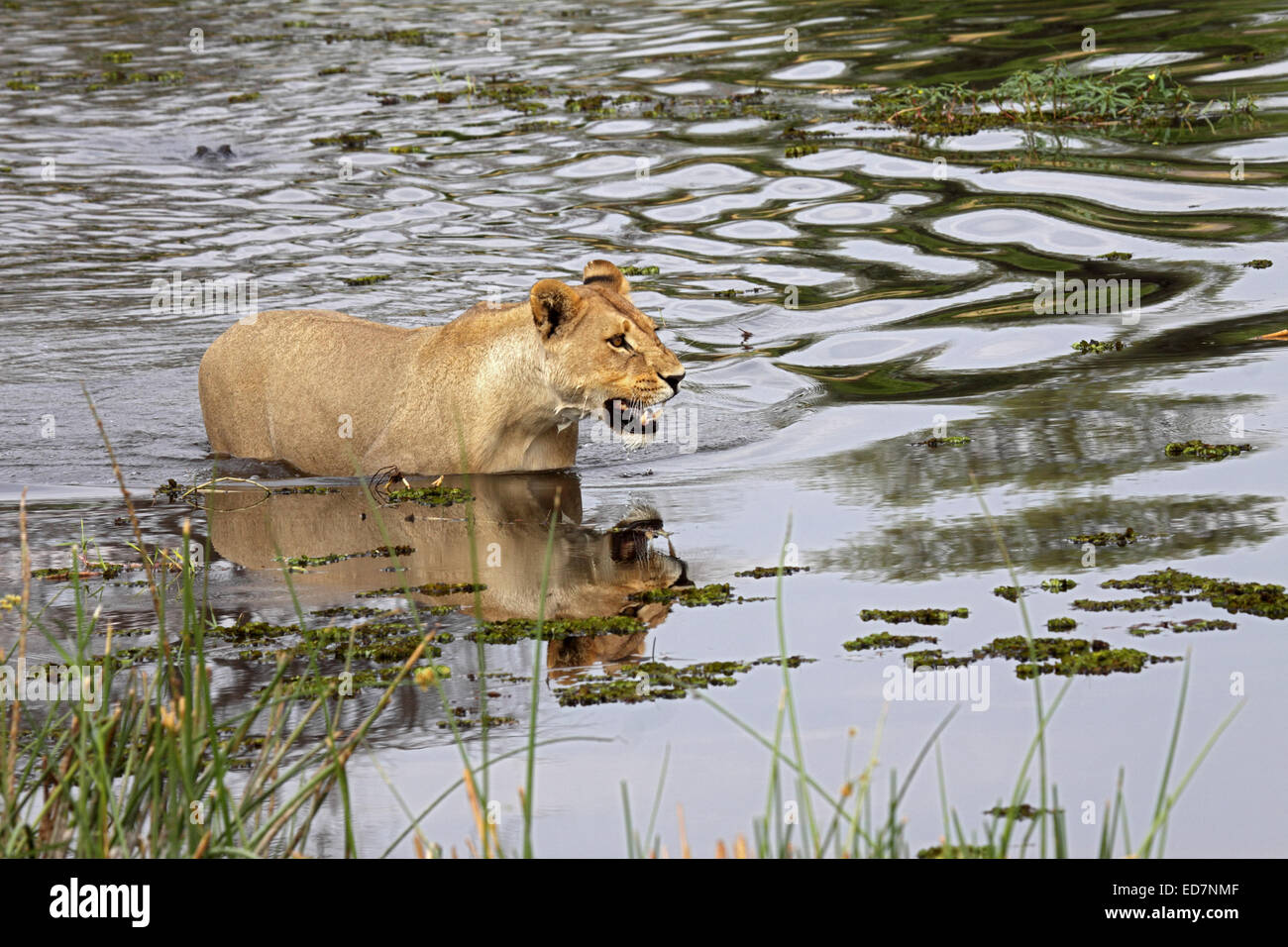 Lion Panthera leo reflection in water swimming in Botswana observed by young crocodile Stock Photo