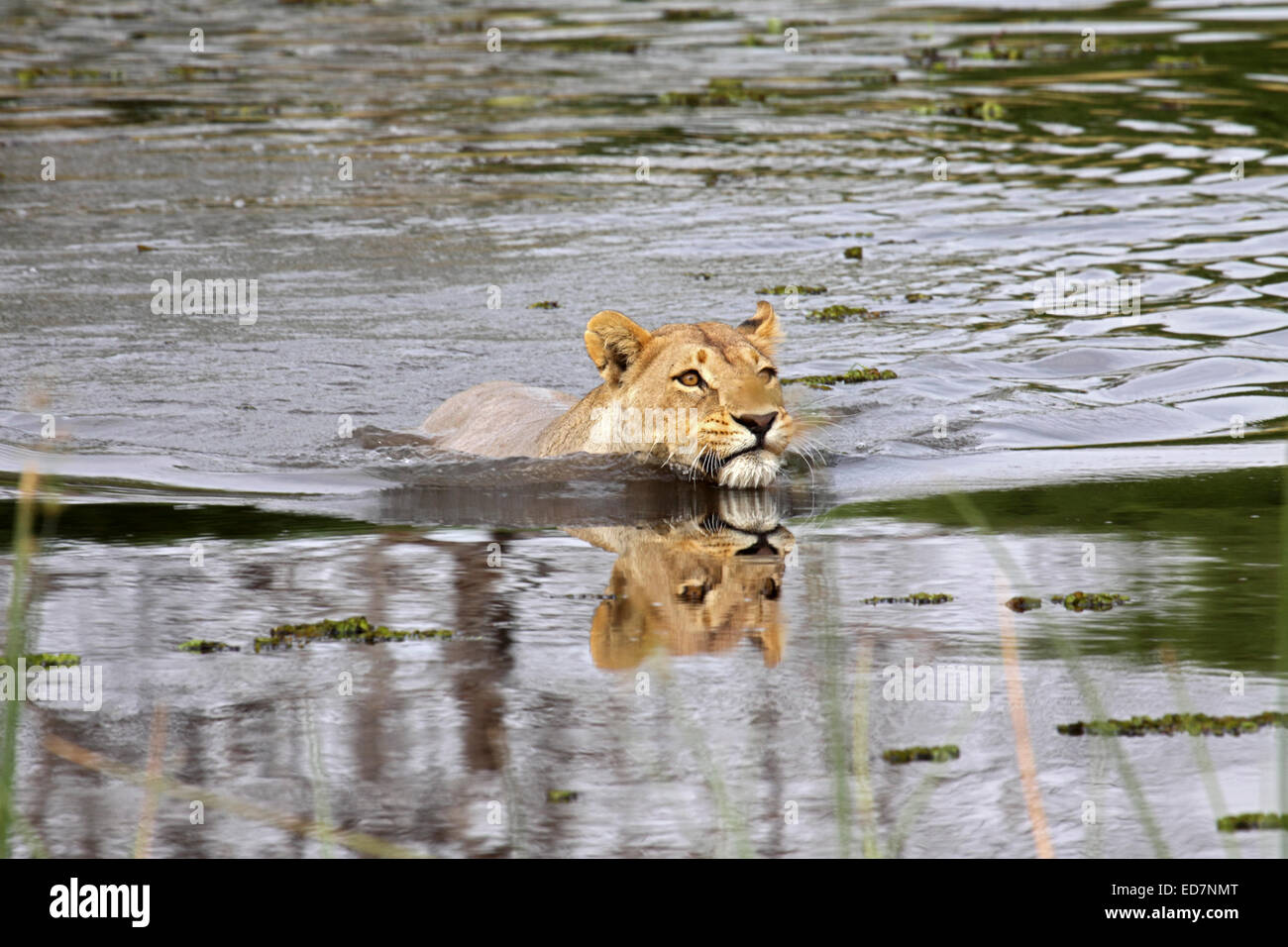Lion Panthera leo reflection in water swimming in Botswana Stock Photo