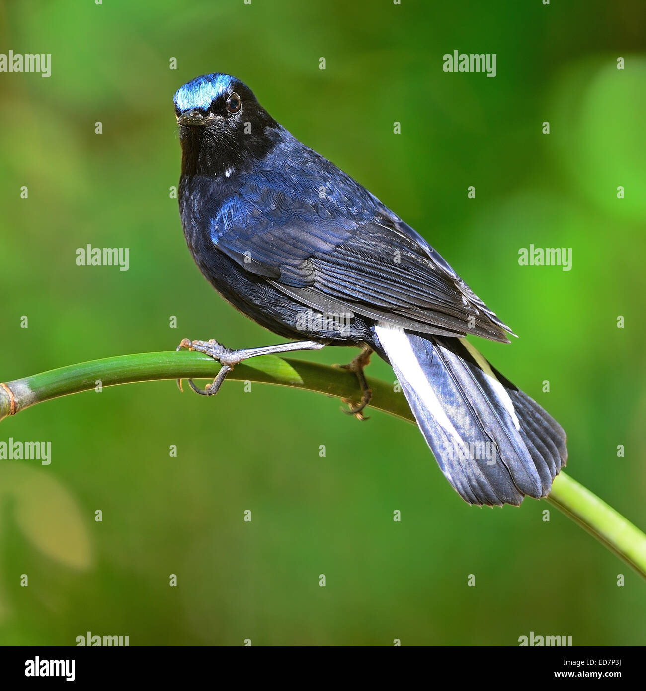 Colorful blue bird, male White-tailed Robin (Myiomela leucura), standing on the bamboo branch, back profile Stock Photo