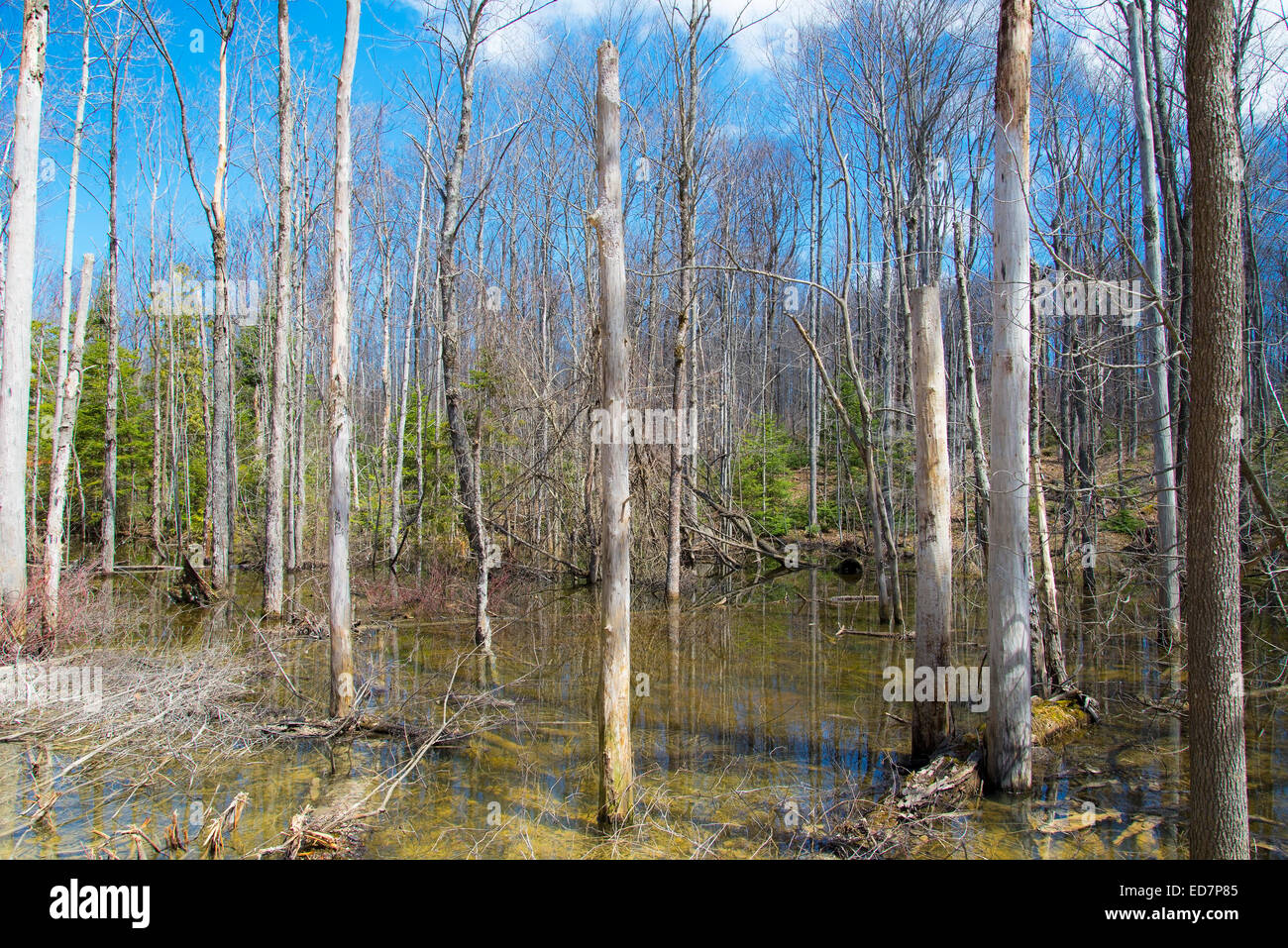 Spring thaw in Ontario woodland area Stock Photo