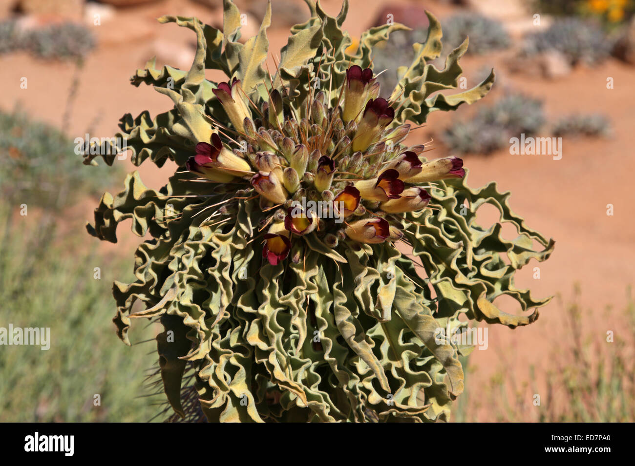 flowering Halfmens Plant Pachypodium namaquanum Stock Photo