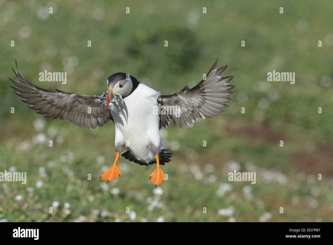 Puffin (Fratercula arctica) landing with a beak full with fish Stock Photo