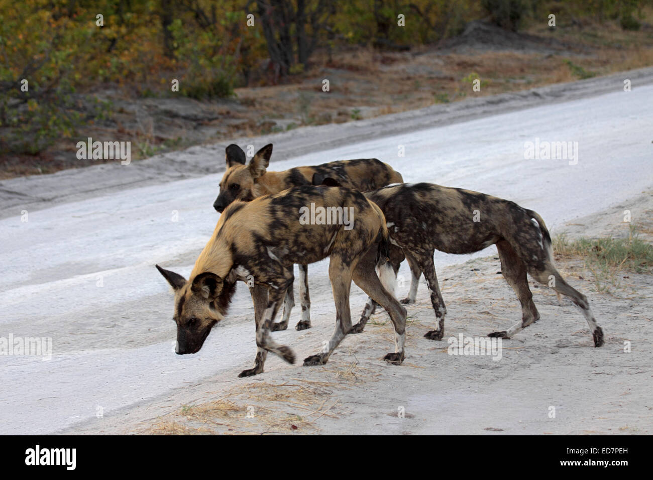 Wild dog pack in Botswana Stock Photo