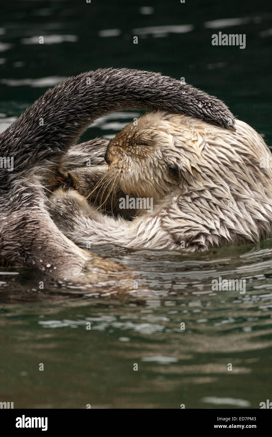 Sea otter playing in aquarium pool-Note-Captive subject. Stock Photo
