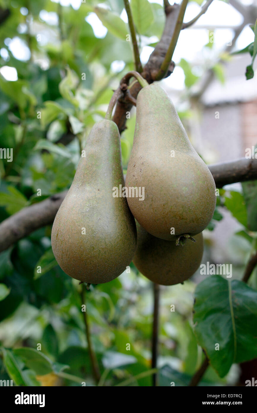 European pear Pyrus communis - Conference variety Stock Photo