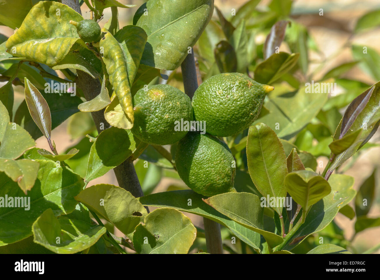 Harvesting limes hires stock photography and images Alamy