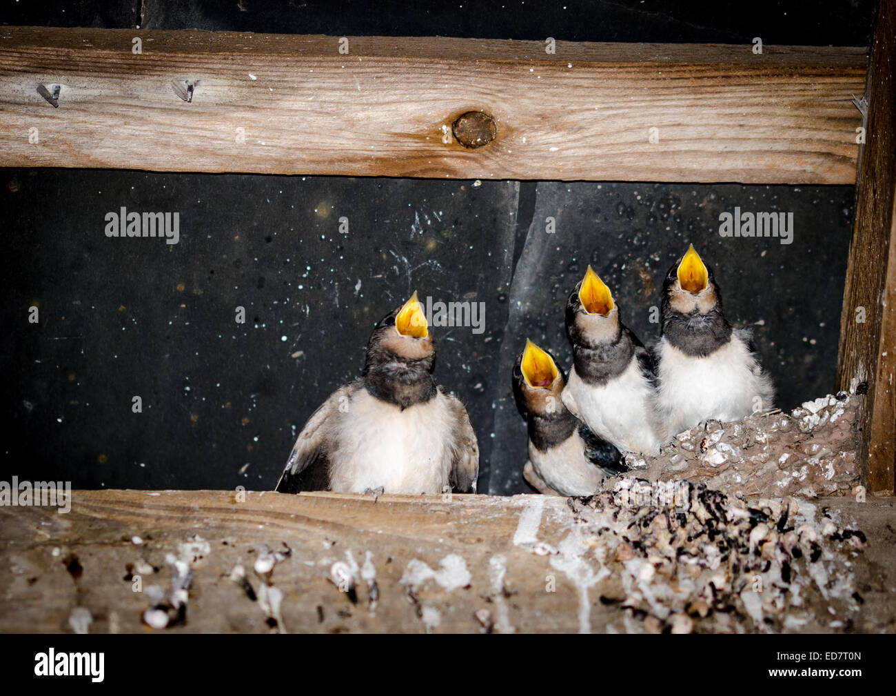 Swallow chicks look like they are singing a Christmas carol Stock Photo