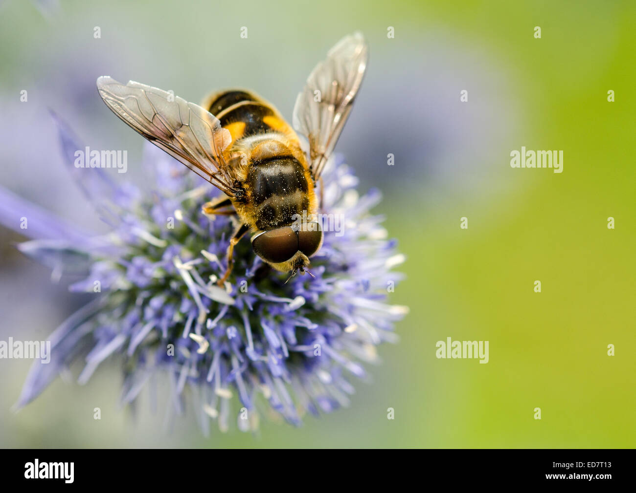 Bee collecting pollen on flower with pollen grains on eyes Stock Photo