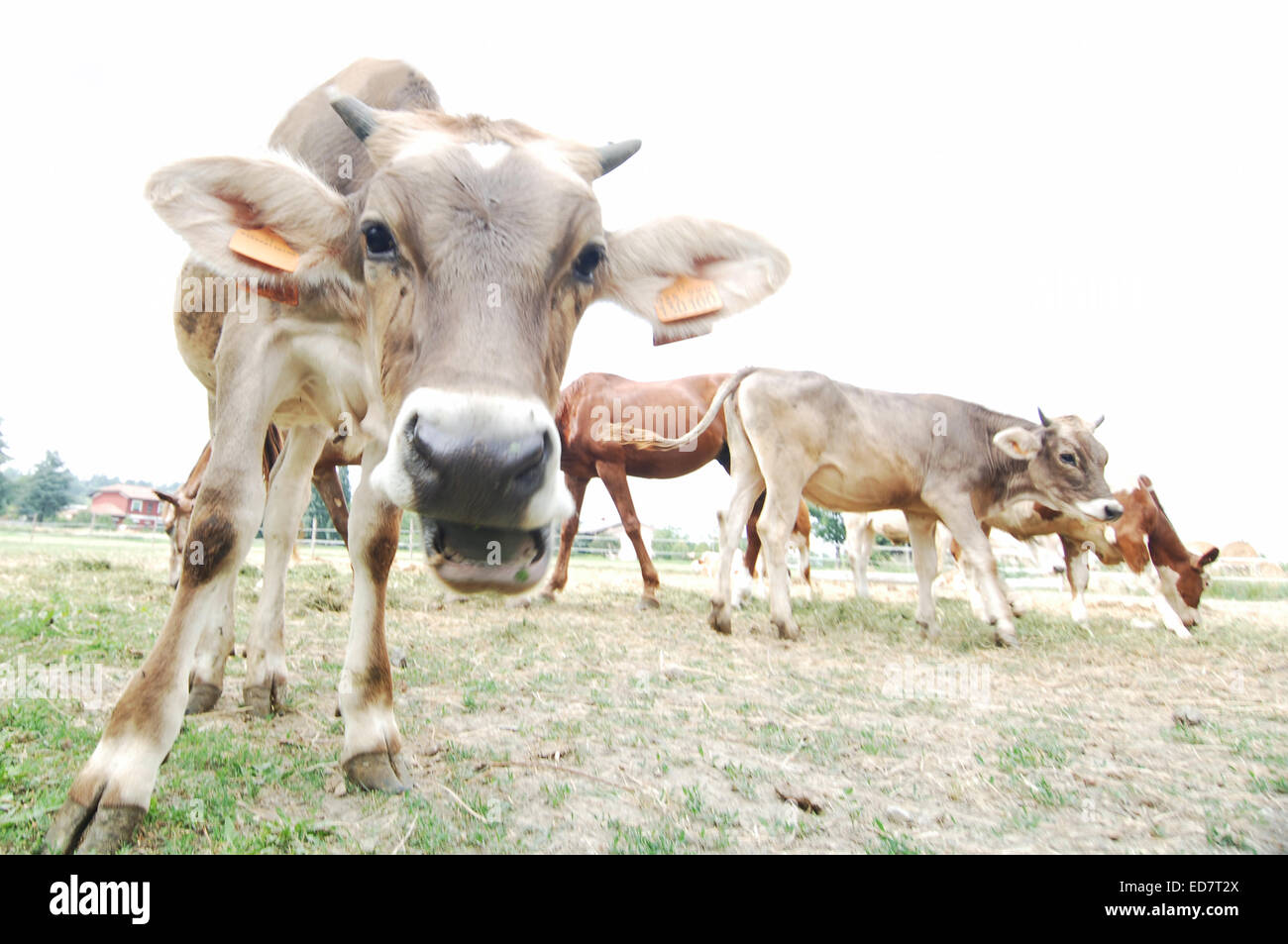 Cows in Field Staring at Camera Stock Photo - Alamy