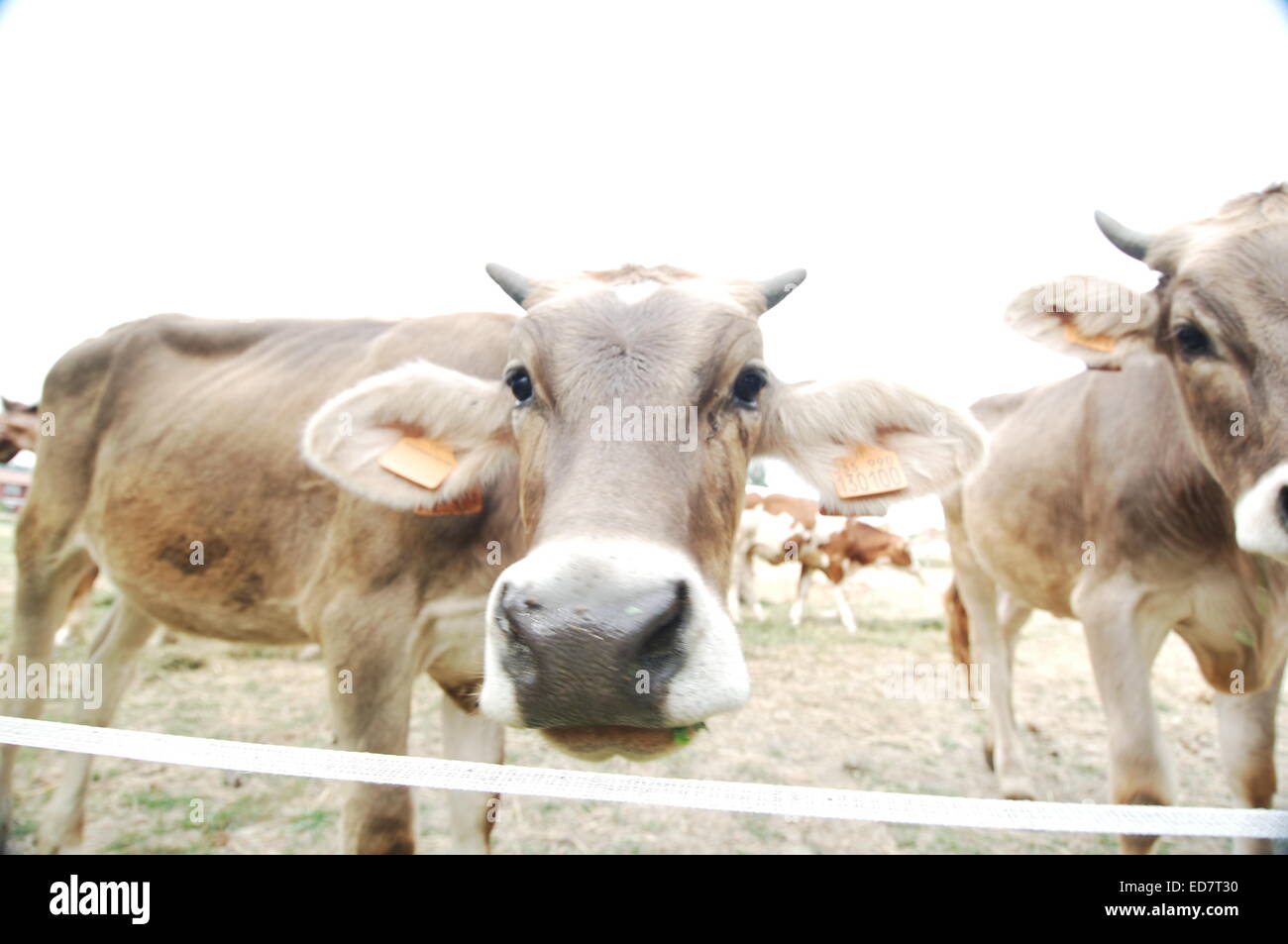 Cows in Field Staring at Camera Stock Photo - Alamy