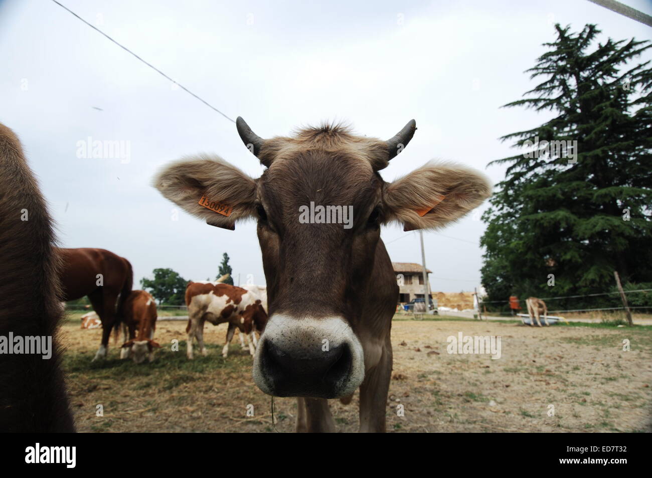 Cows in Field Staring at Camera Stock Photo - Alamy