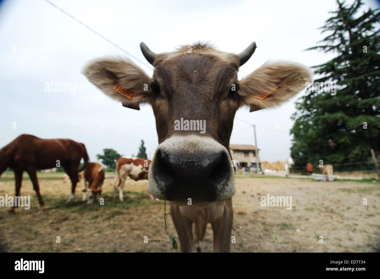 Cows in Field Staring at Camera Stock Photo - Alamy