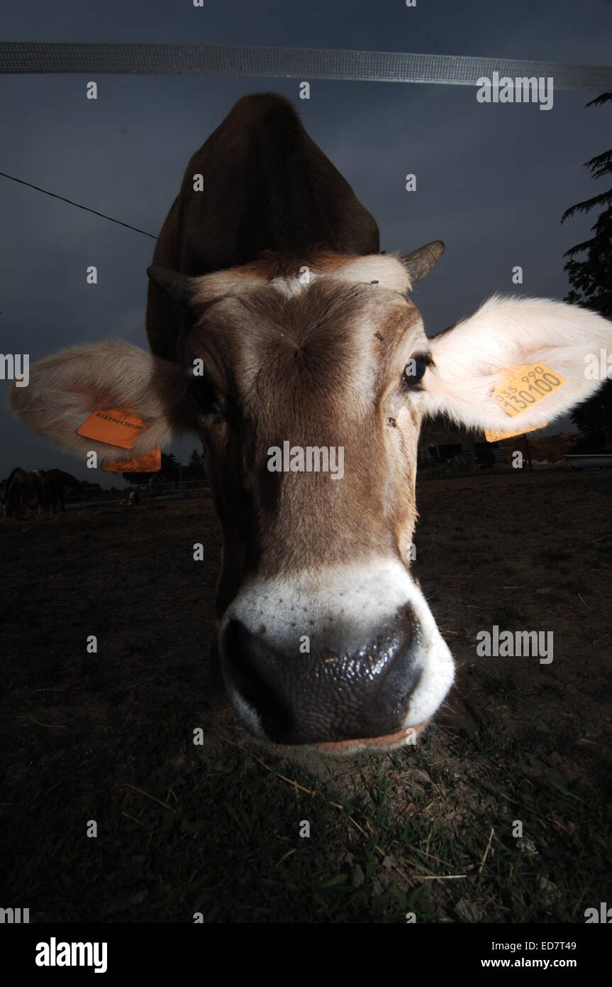 Cows in Field Stock Photo - Alamy