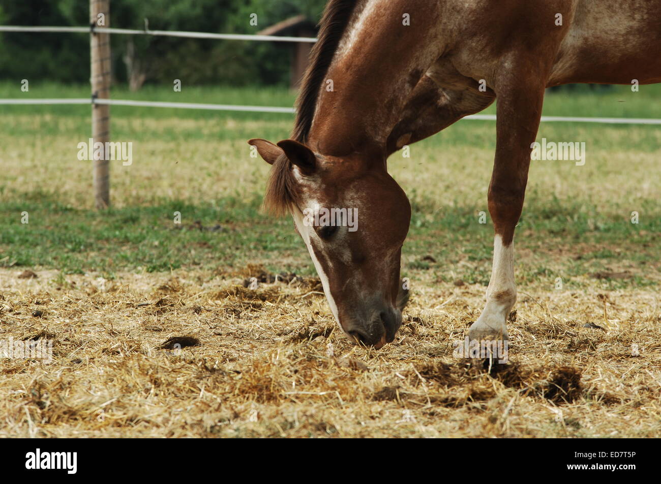 horses eating grass Stock Photo Alamy