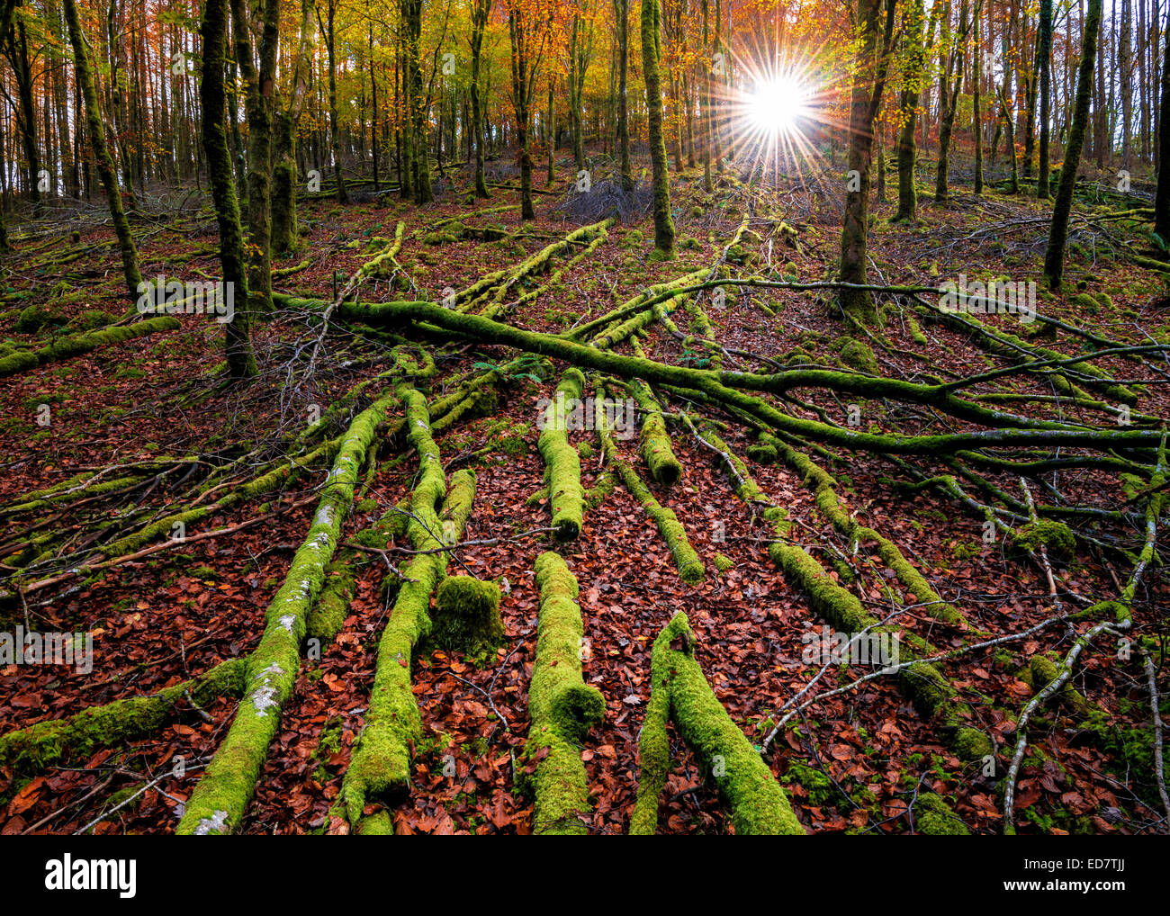Autumnal woodland at first light. Stock Photo
