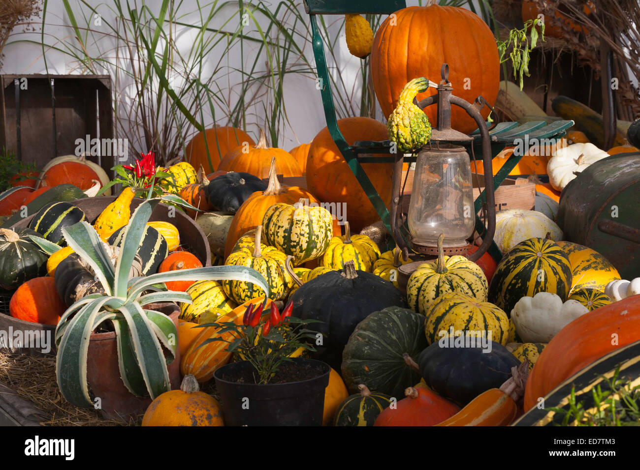 Colourful gourds and squash Stock Photo Alamy