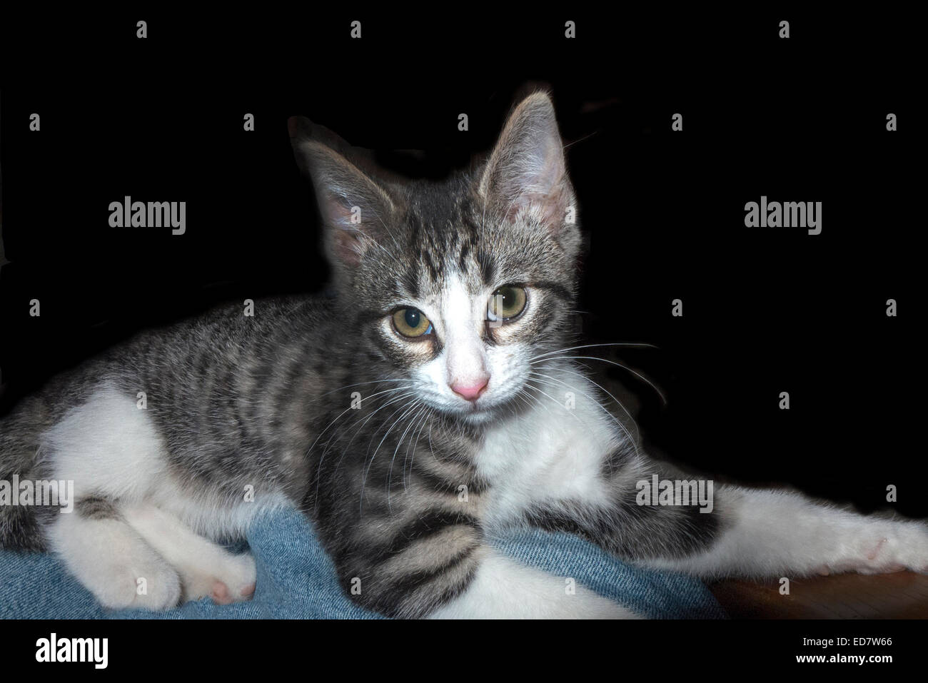 Grey tiger tabby kitten Stock Photo Alamy