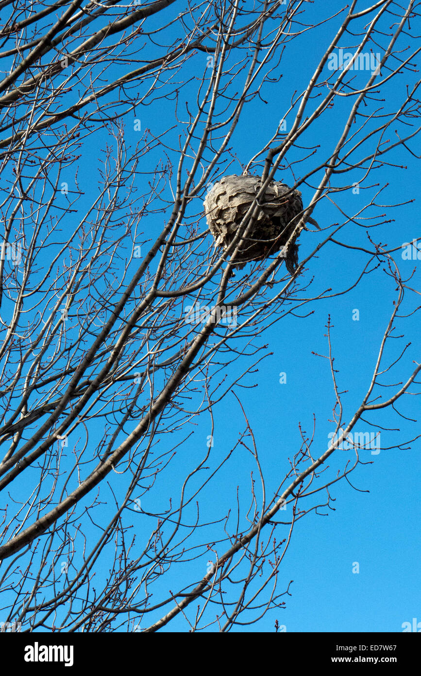 Hornets nest in tree. Stock Photo