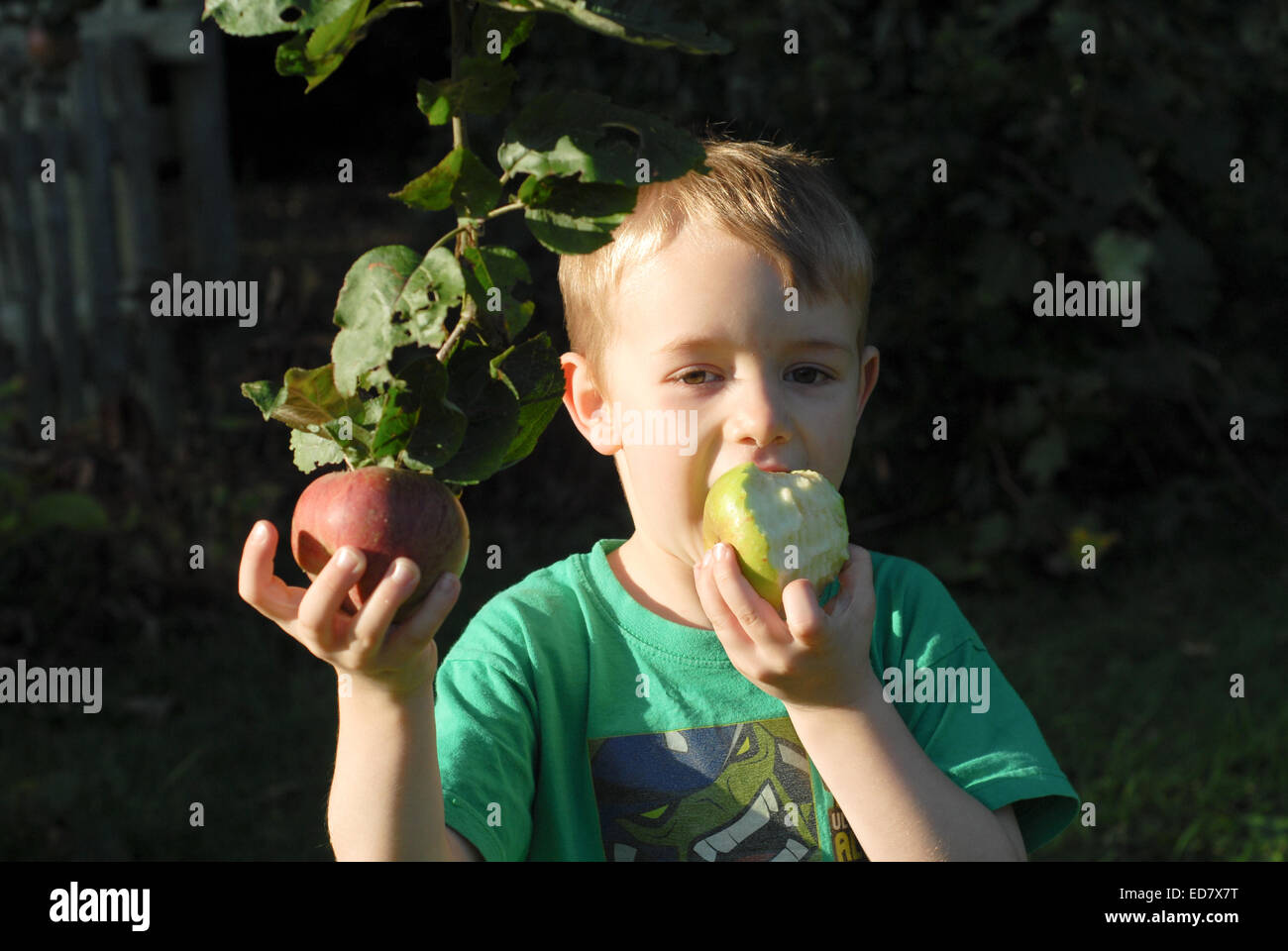 boy picking and eating fresh apples from tree Stock Photo