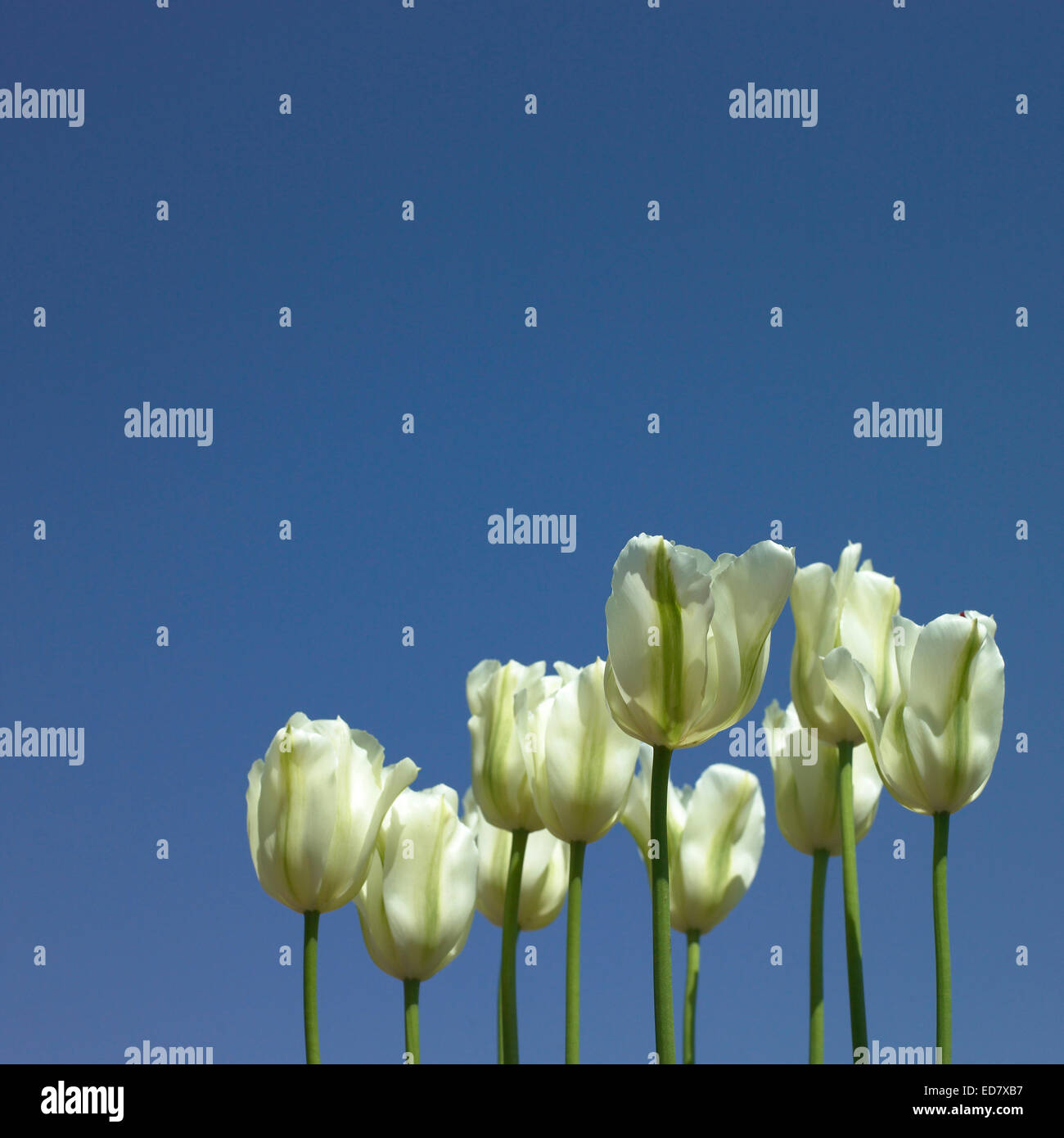 white tulips and blue sky Stock Photo - Alamy