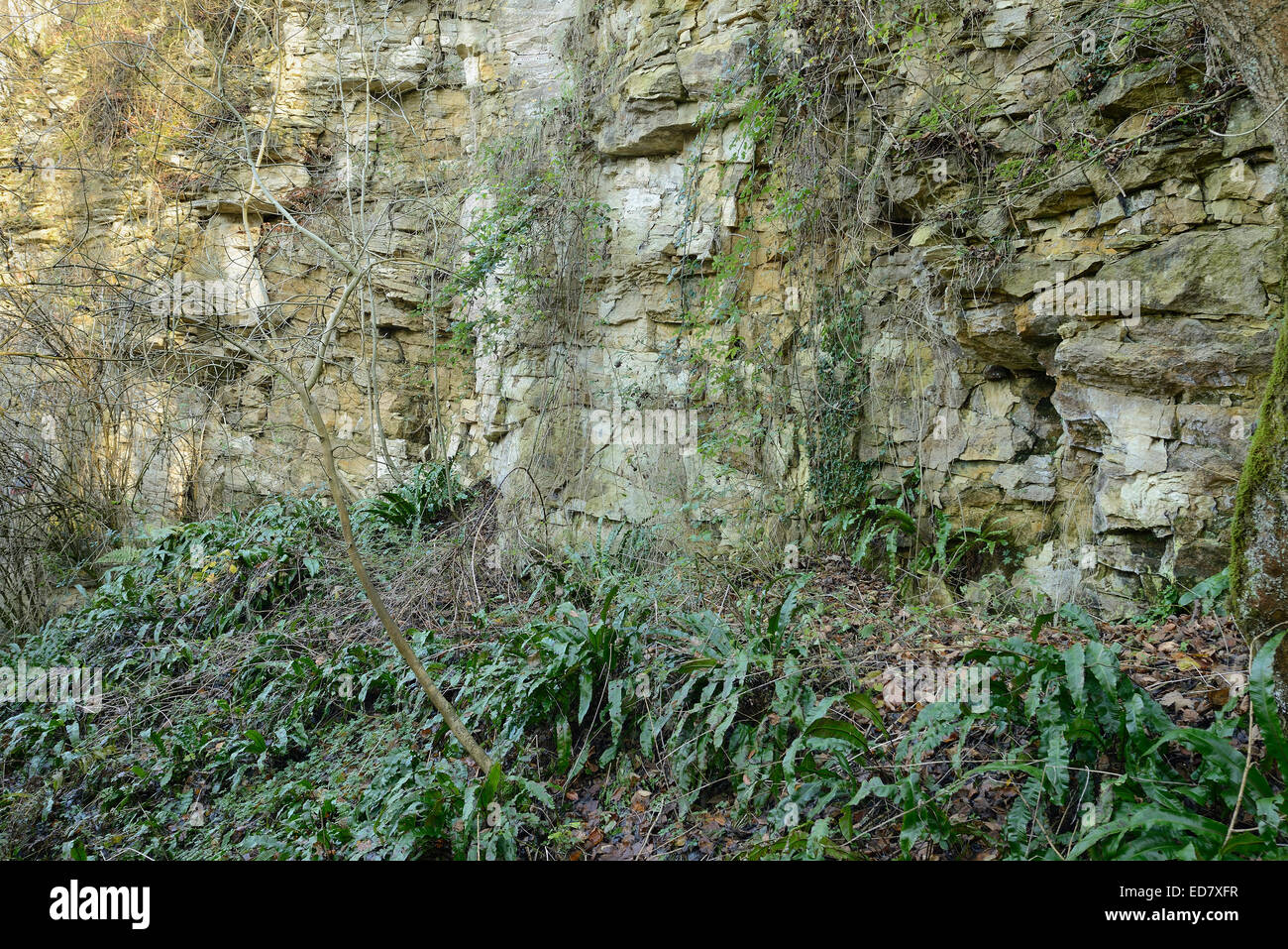 Disused Cotswold Limestone Quarry, Coaley Peak with Hartstongue ferns - Asplenium scolopendrium Stock Photo