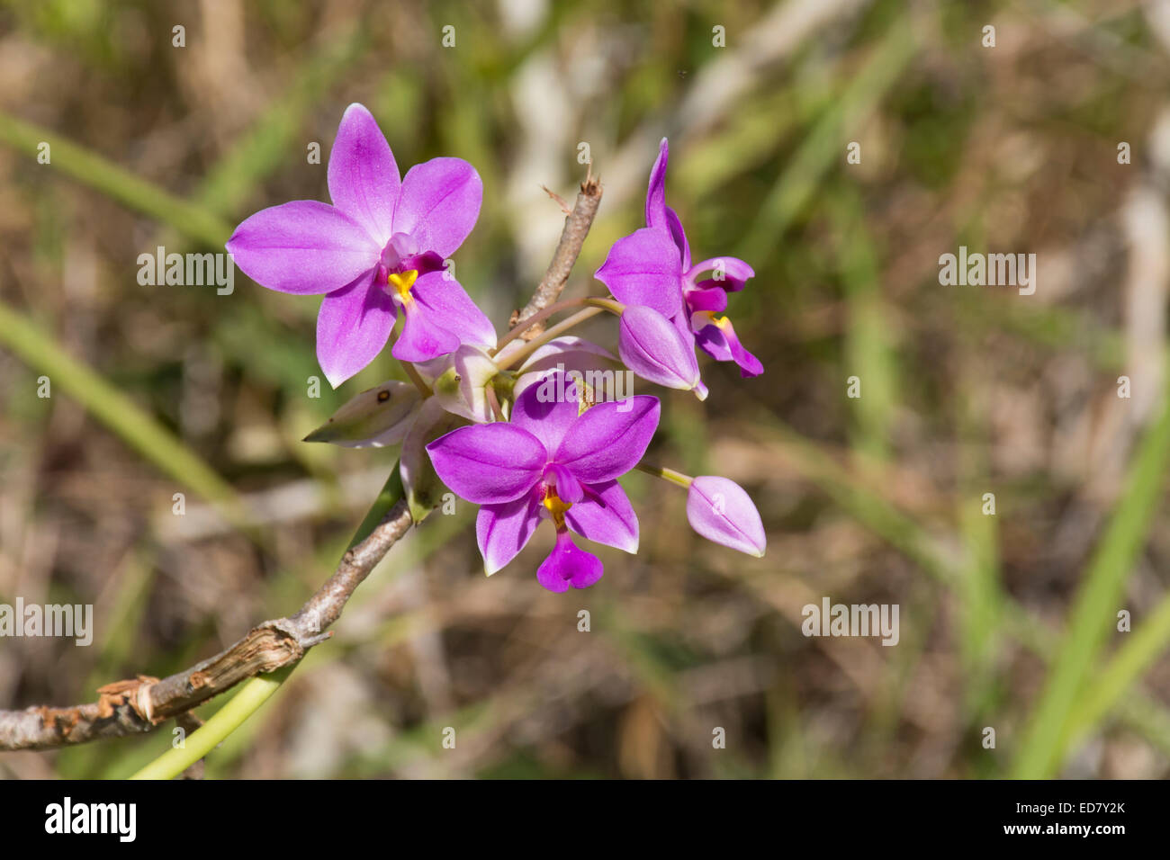 Papua new guinea flower hires stock photography and images Alamy