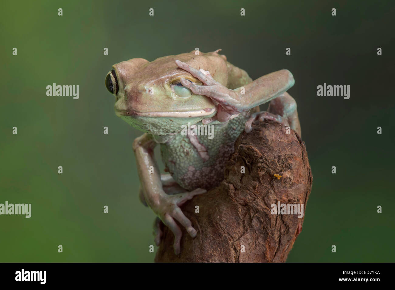 Waxy Monkey Tree Frog with hand to his face Stock Photo