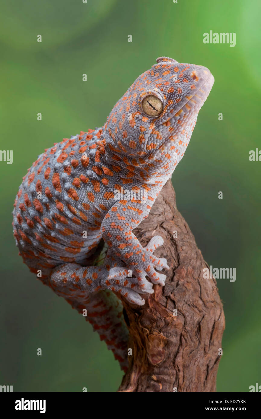 Tokay Gecko on a branch looking up Stock Photo