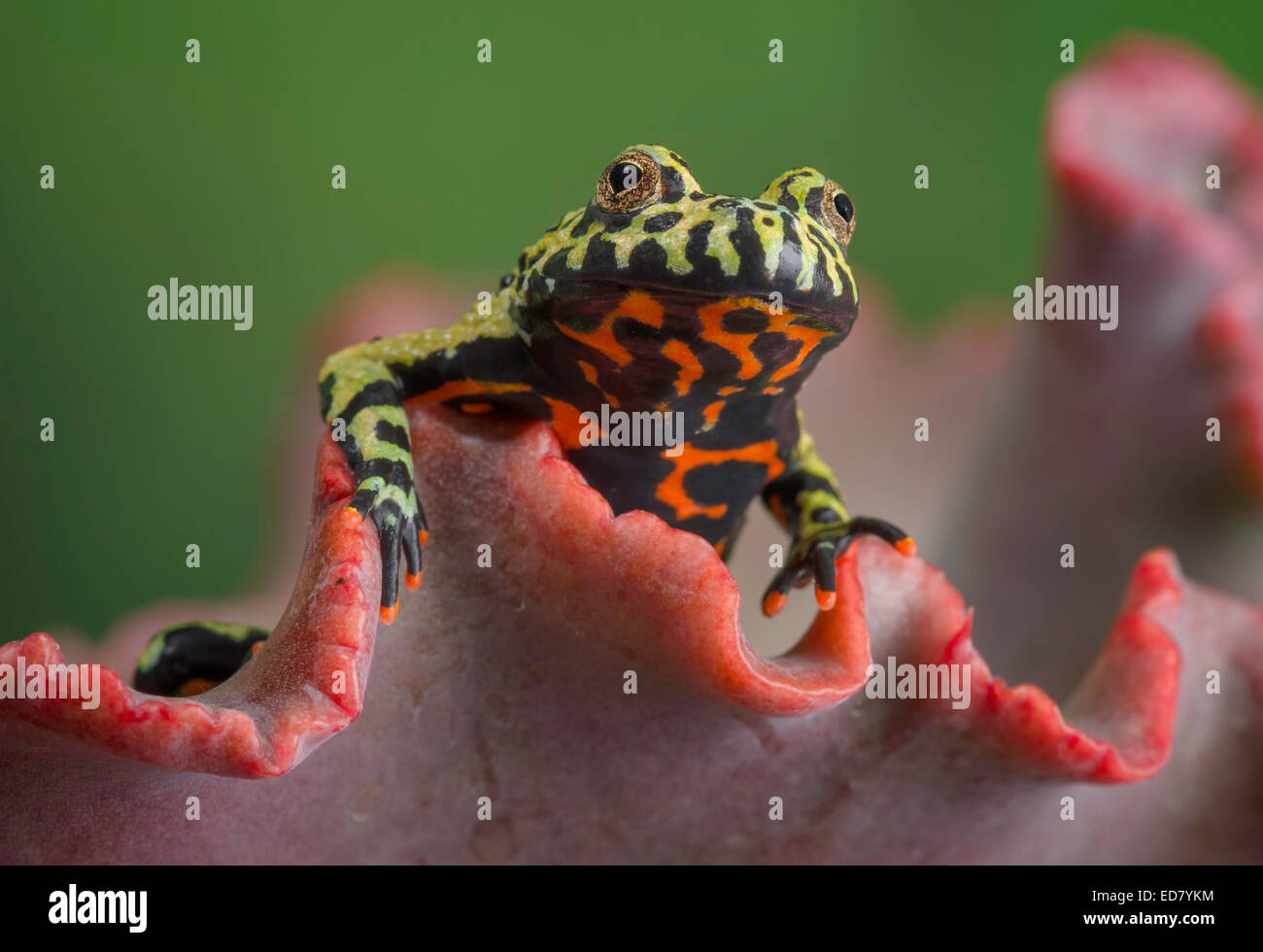 Fire-bellied Toad peering over orange leaf Stock Photo