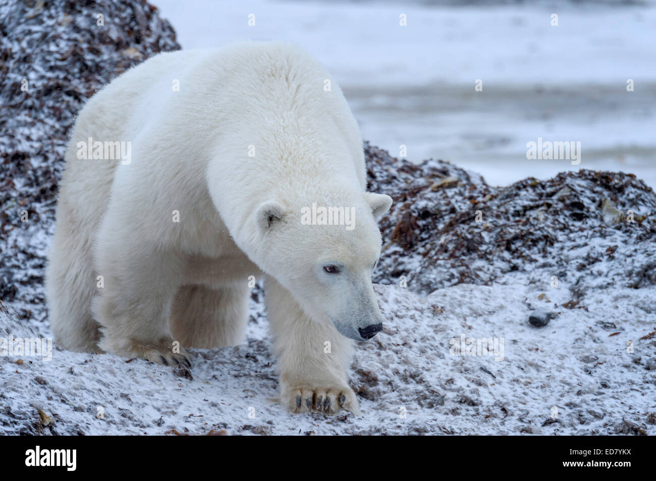 Adult Polar Bear climbing on rocks at the edge of Hudson Bay Stock Photo