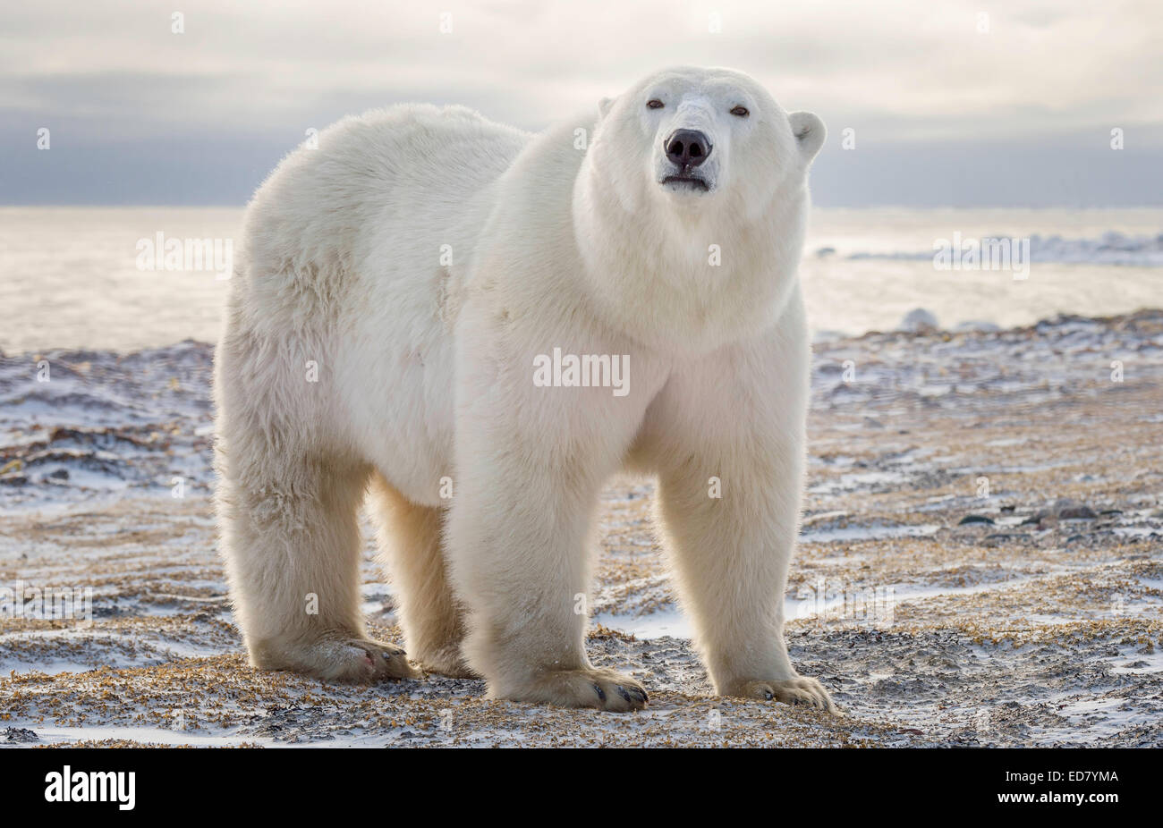Male Polar Bear challenging on the coast of Hudson Bay Stock Photo