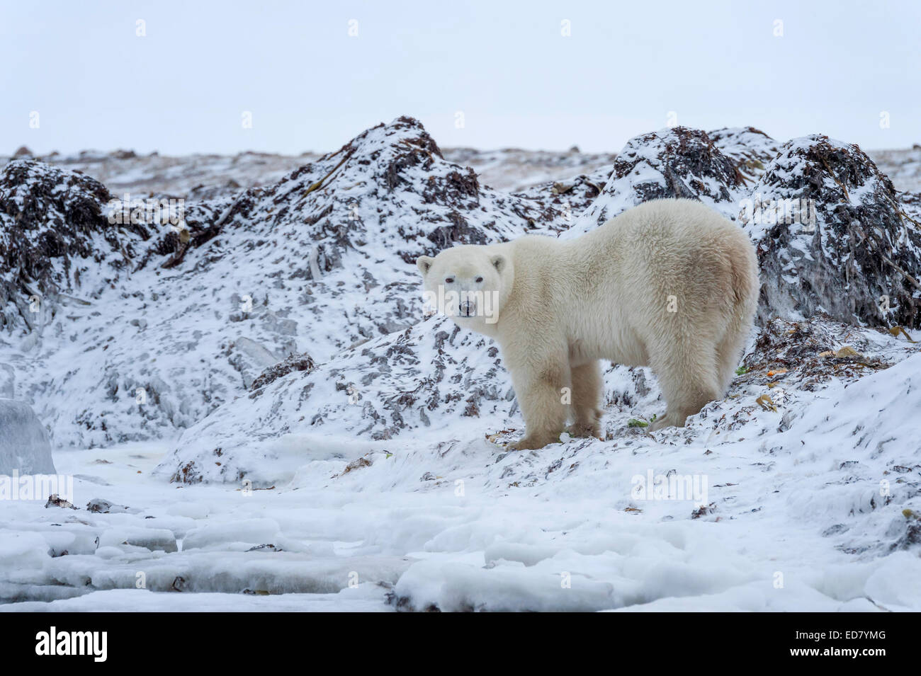 Polar Bear standing in snowy terrain Stock Photo