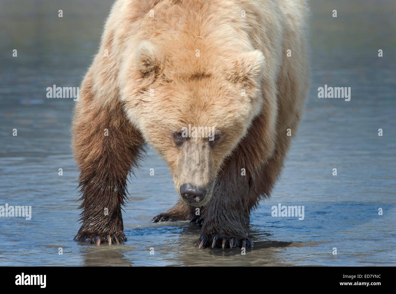 Closeup of Brown Bear staring into camera on mud flats Stock Photo
