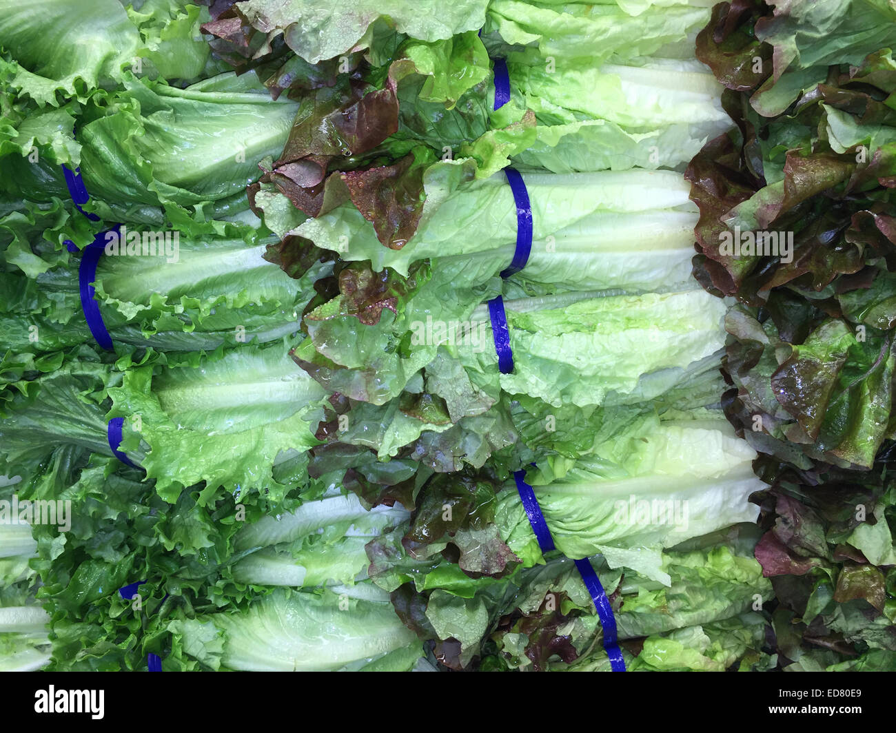 Fresh, crisp romaine lettuce nicely arranged at a local farmers market produce section Stock Photo