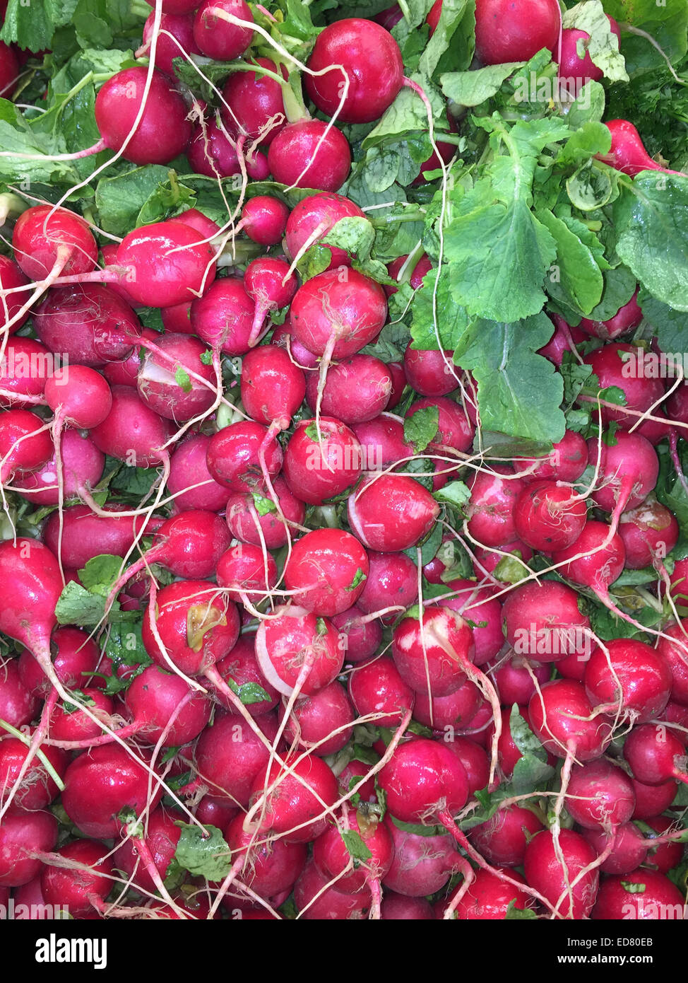 Fresh, crisp red radishes for sale at a local farmers market product stand Stock Photo