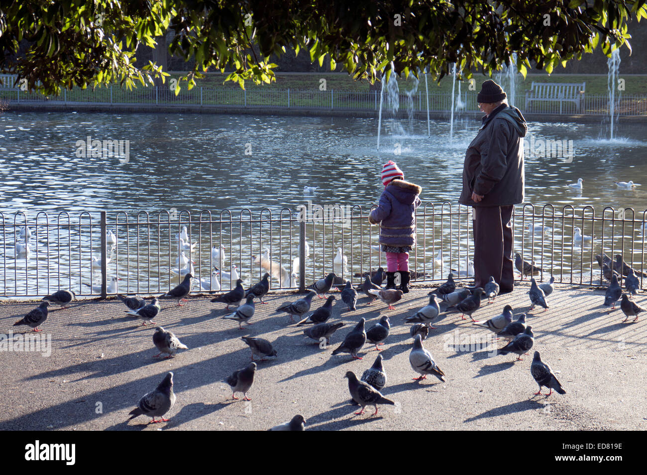 People Feeding Birds Stock Photos & People Feeding Birds Stock Images