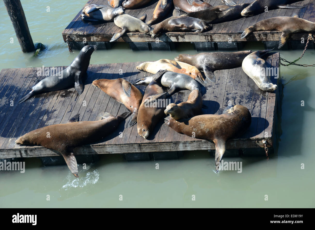 Sea lions on a platform seen in San Francisco, California Stock Photo