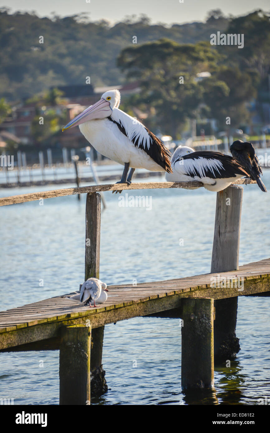 pelicans merimbula seated on the pier of mitch's jetty fish pen road