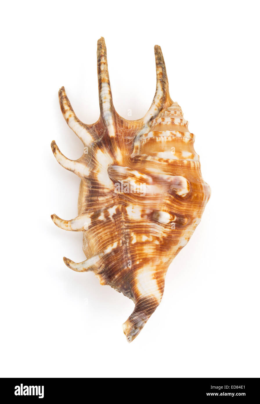 seashell isolated on white background Stock Photo - Alamy